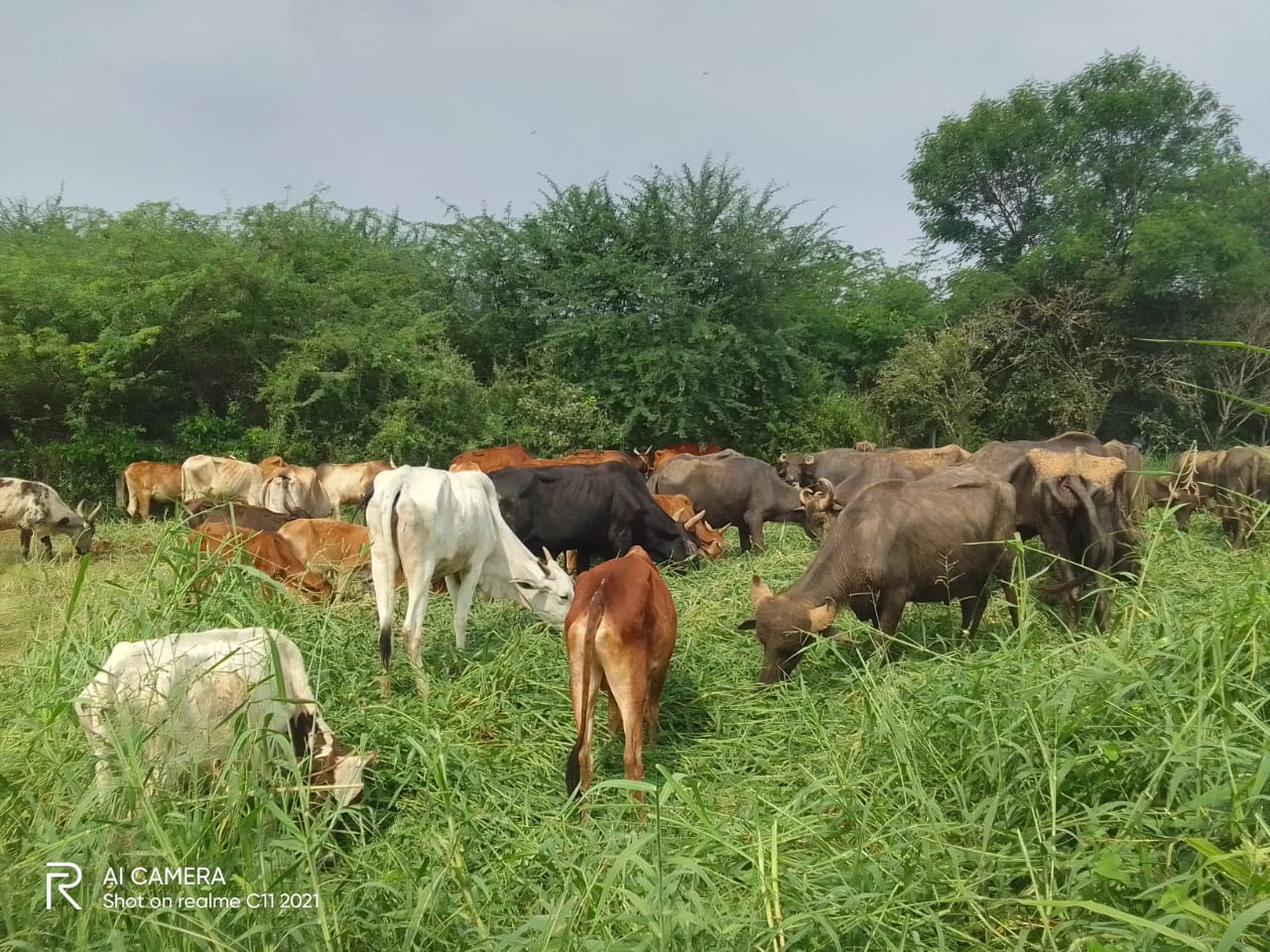 Kaaveri the cow at Kunnam shelter