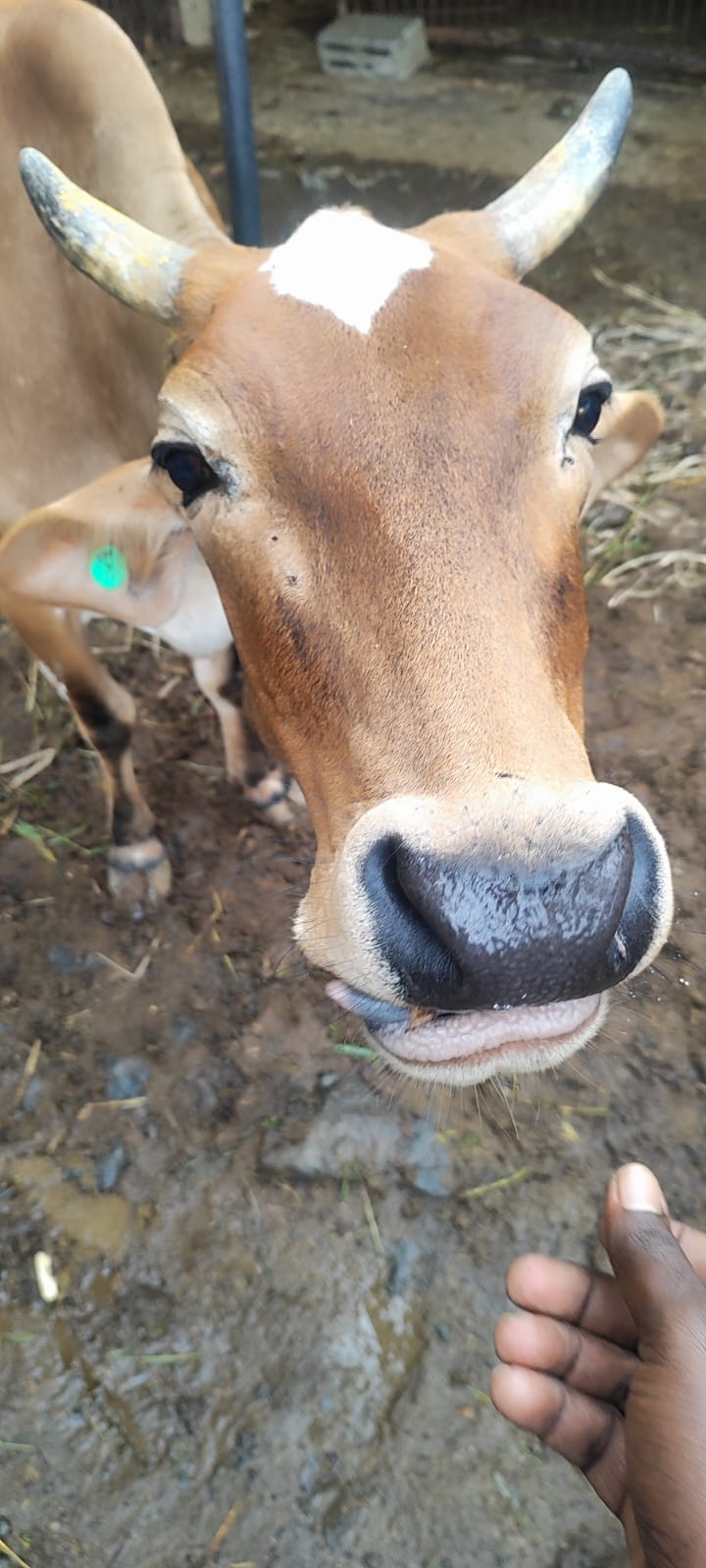 Kaaveri the cow at Kunnam shelter
