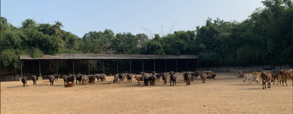 Large animals at Kunnam shelter